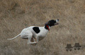 Pedigree ULENA DU MAS DU ZOUAVE Pedigree ULENA DU MAS DU ZOUAVE